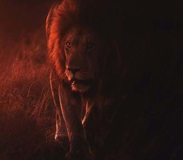 a lion with a red filter